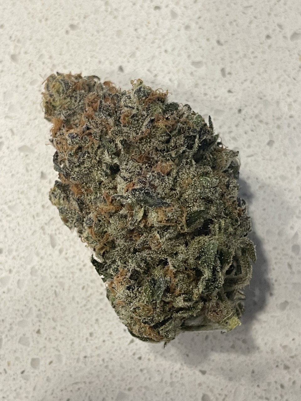bud-1.jpg